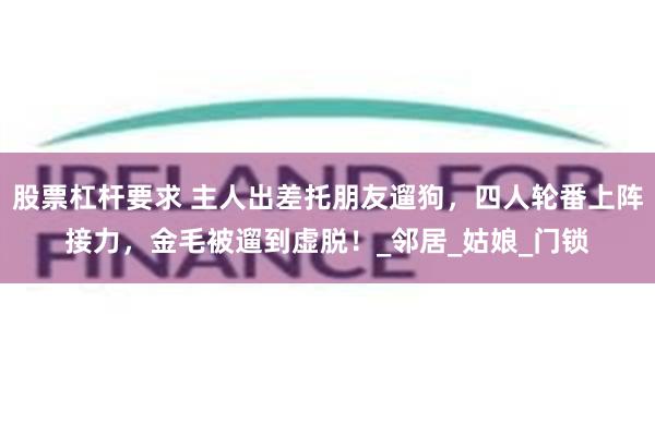 股票杠杆要求 主人出差托朋友遛狗，四人轮番上阵接力，金毛被遛到虚脱！_邻居_姑娘_门锁