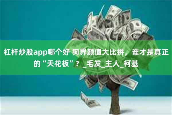 杠杆炒股app哪个好 狗界颜值大比拼，谁才是真正的“天花板”？_毛发_主人_柯基